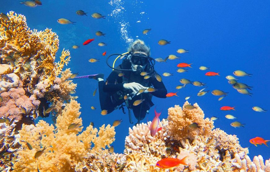 Diving in Hurghada