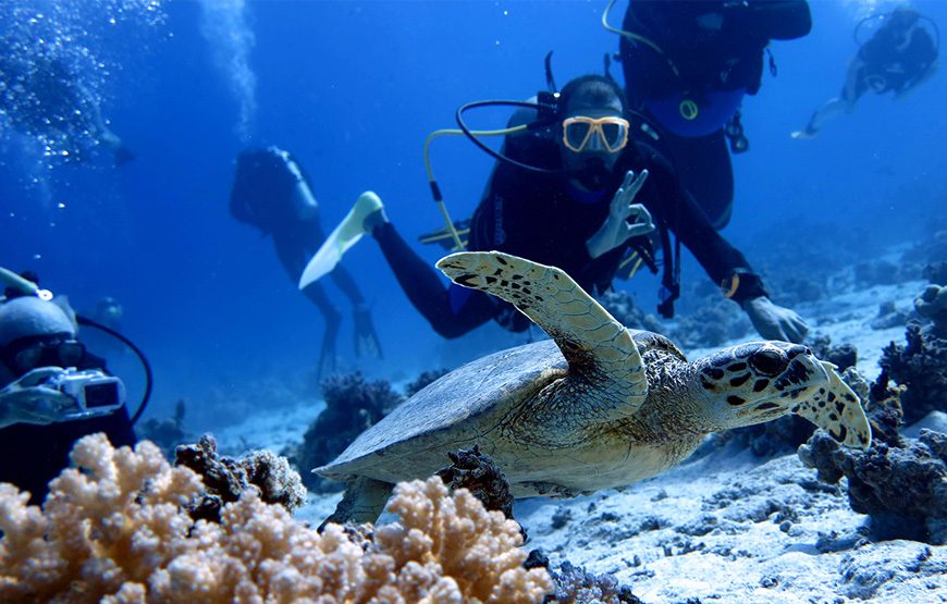 Scuba Diving Packages