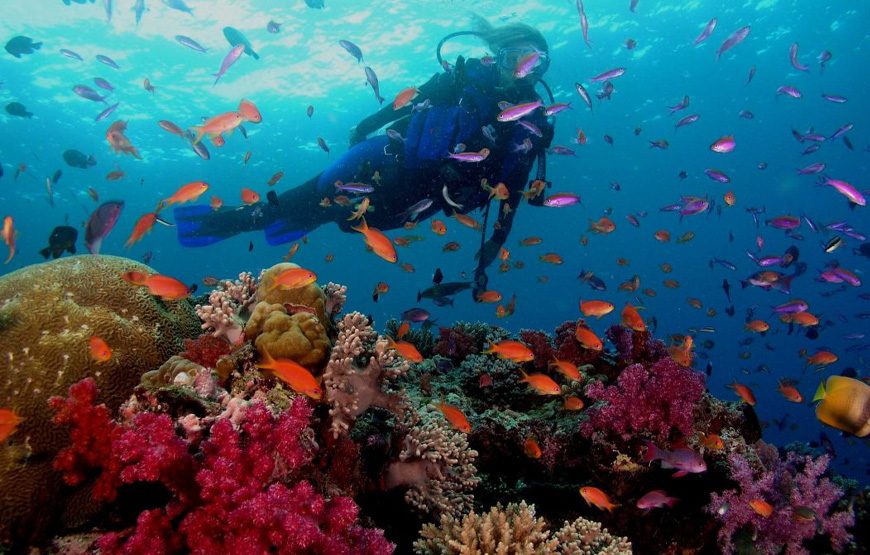 Scuba Diving Packages