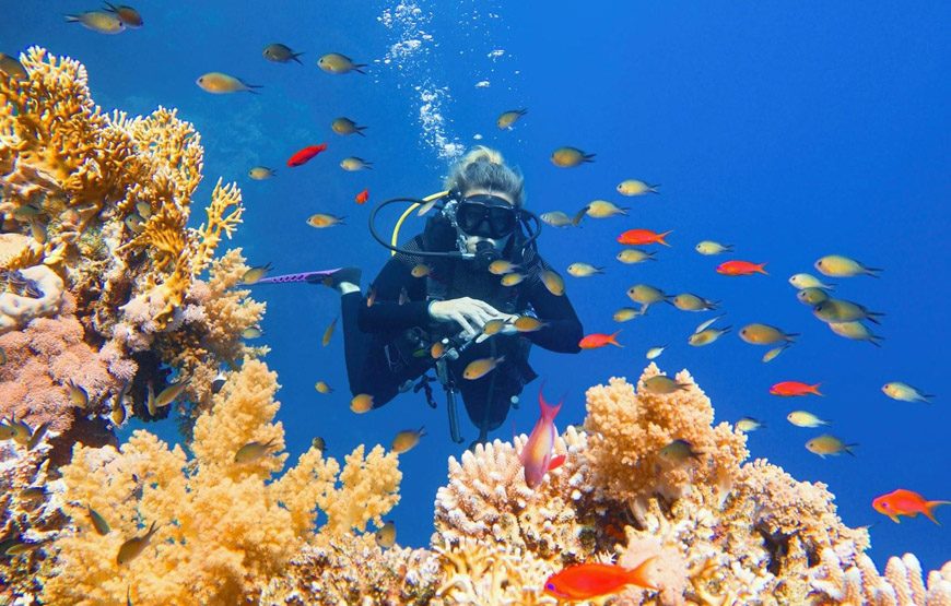 Scuba Diving Packages